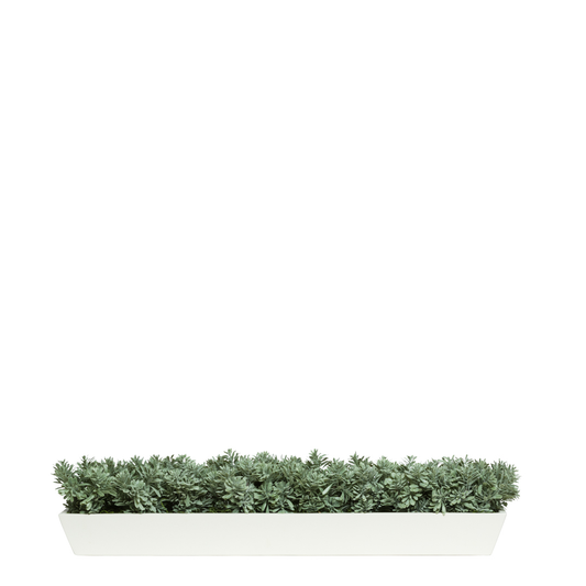 Succulent