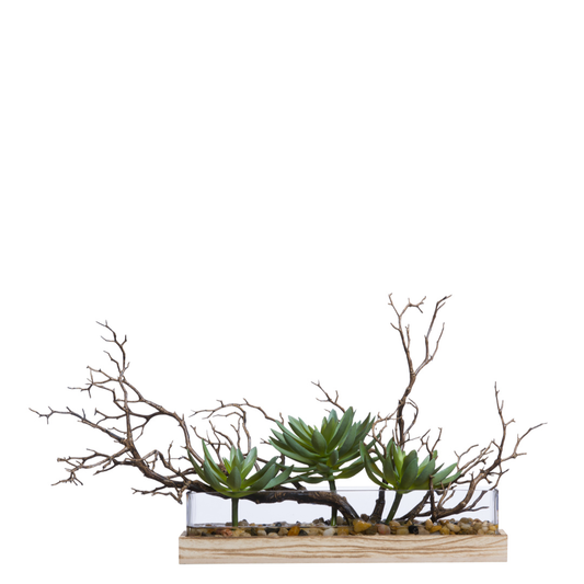 Succulent/Manzanita