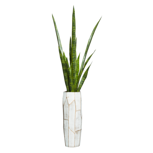 Sansevieria