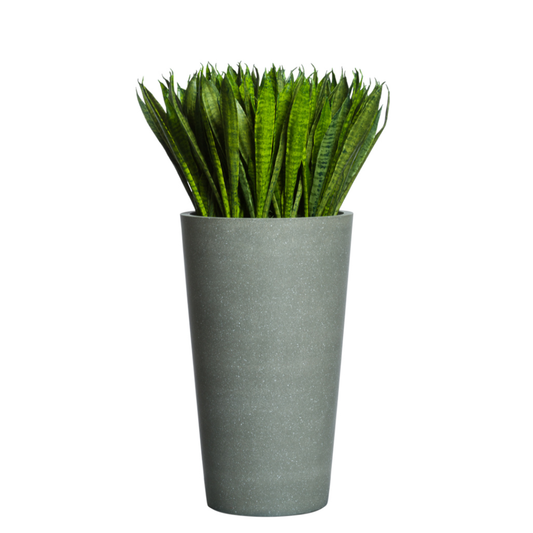 Sansevieria