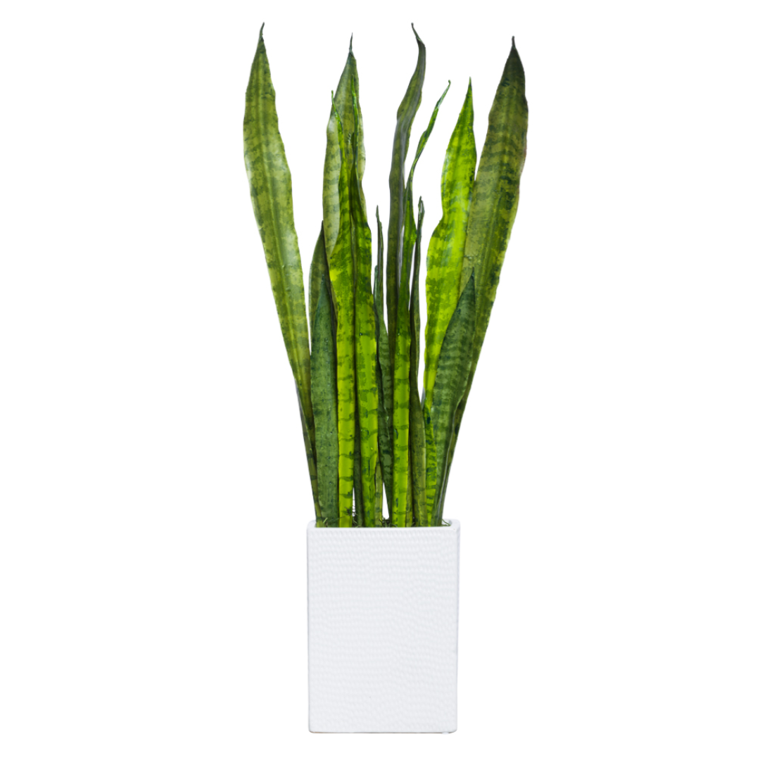 Sansevieria 28x10