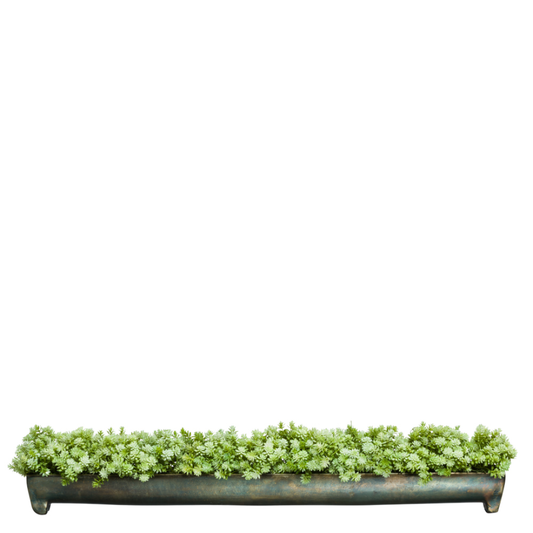 Sedum
