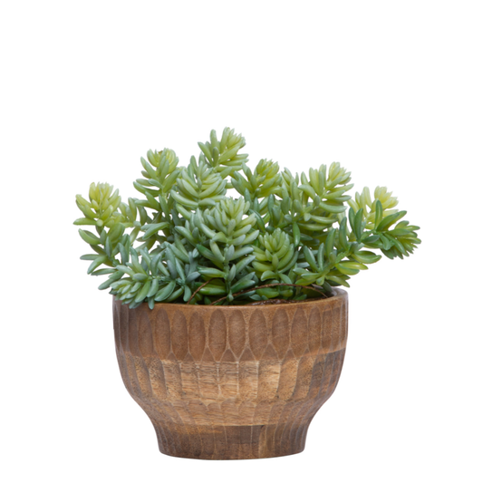 Sedum