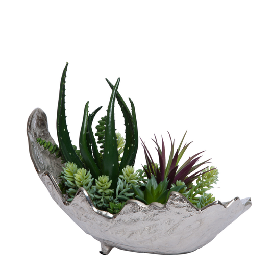 Succulent Mix