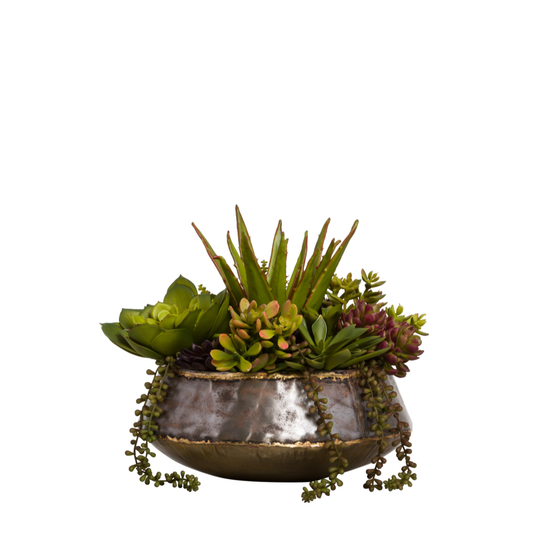 Succulent Mix