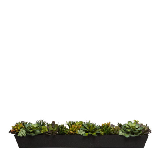 Succulent Mix