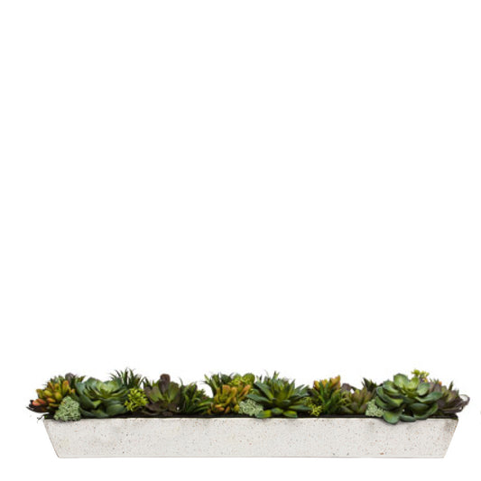 Succulent Mix