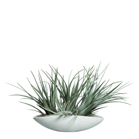 Tillandsia