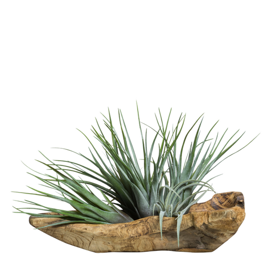 Tillandsia WB