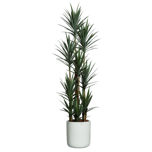 Yucca Deluxe