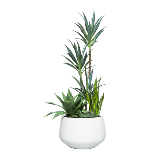 Yucca/Succulent Mix