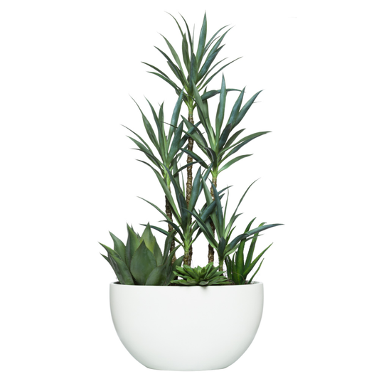 Yucca/Succulent Mix