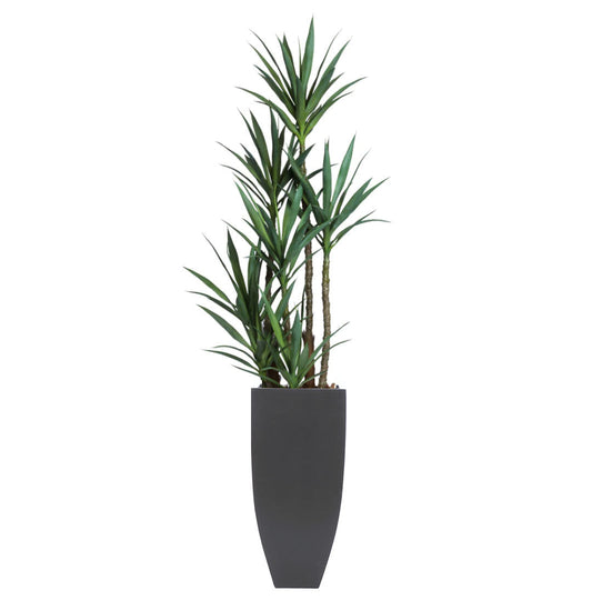 Yucca