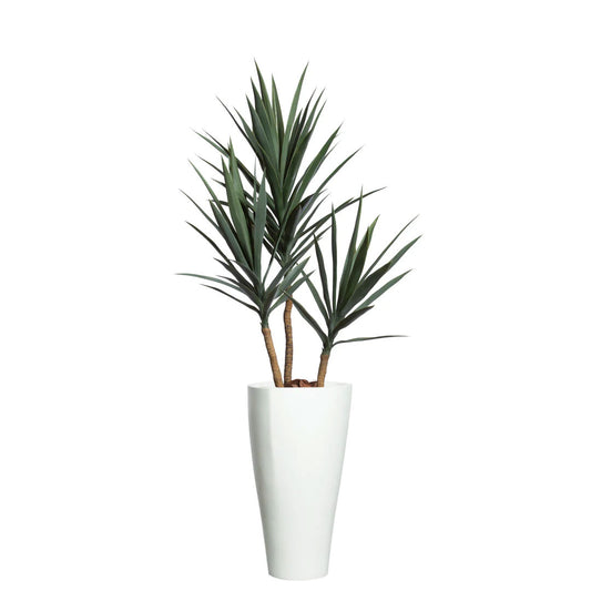 Yucca