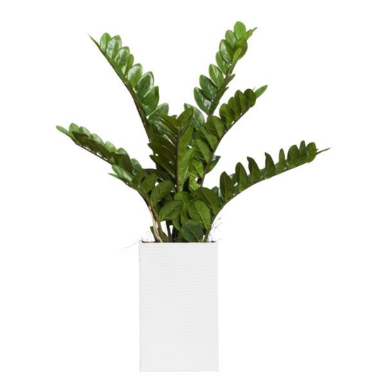 Zamiifolia