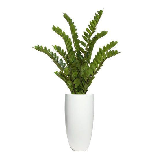 Zamiifolia