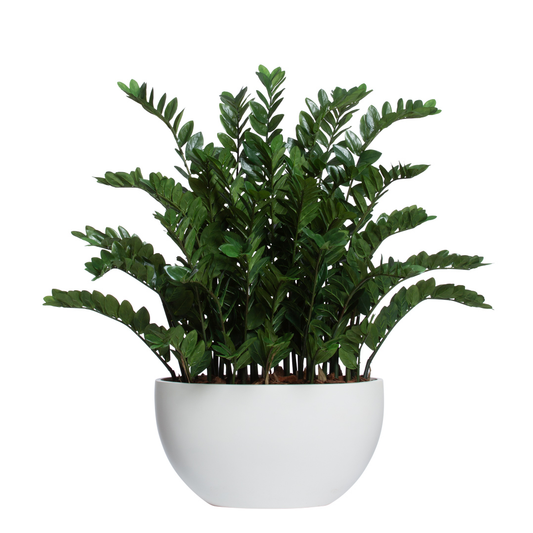 Zamiifolia Deluxe