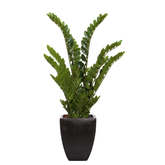 Zamiifolia