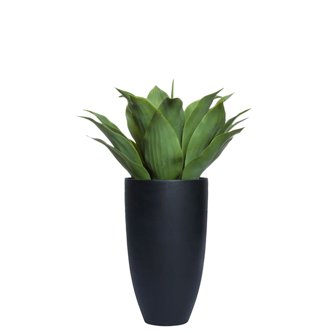 Agave