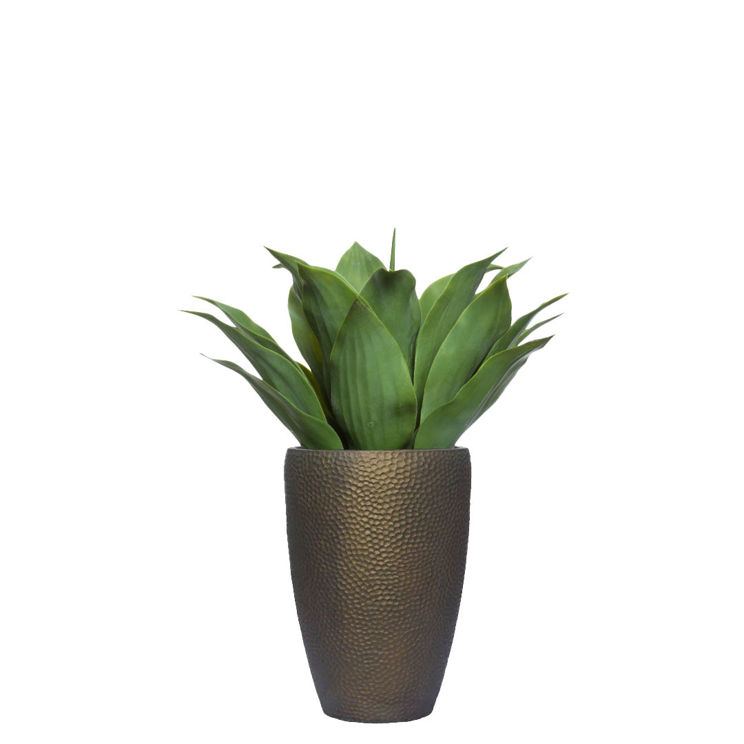 Agave