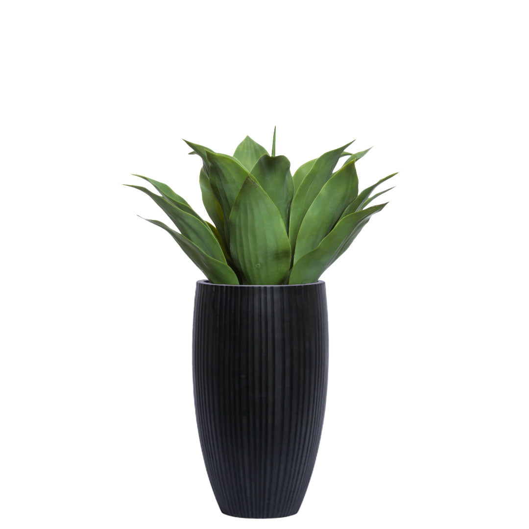 Agave