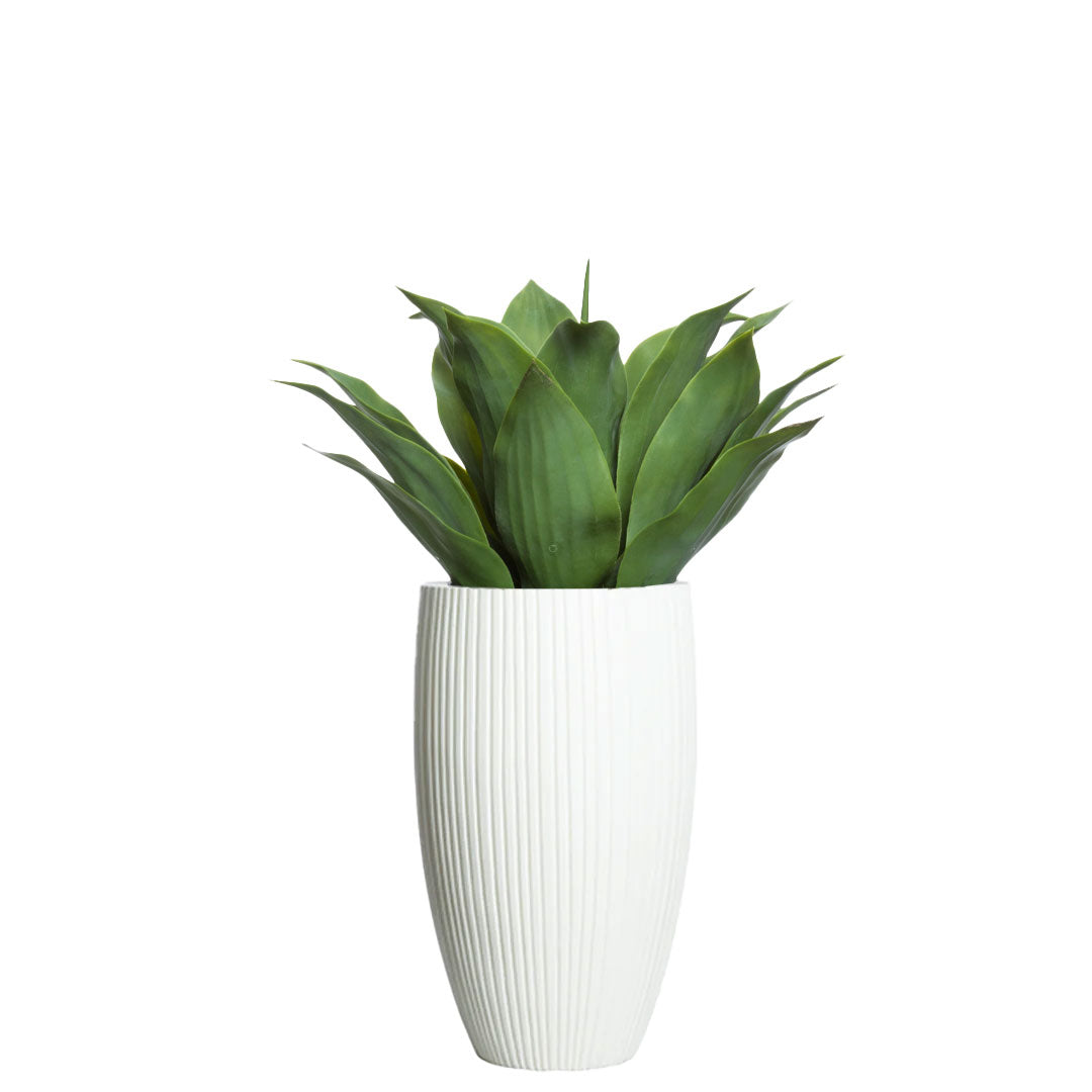 Agave