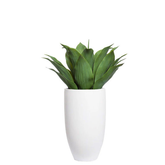 Agave