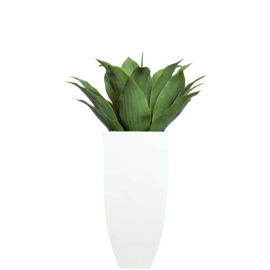 Agave