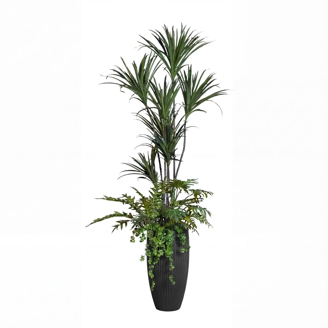 Dracaena Mix