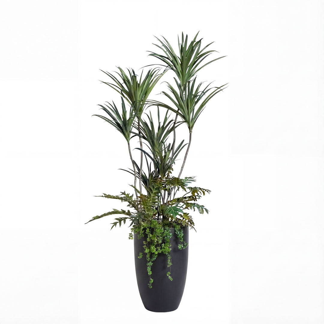 Dracaena Mix