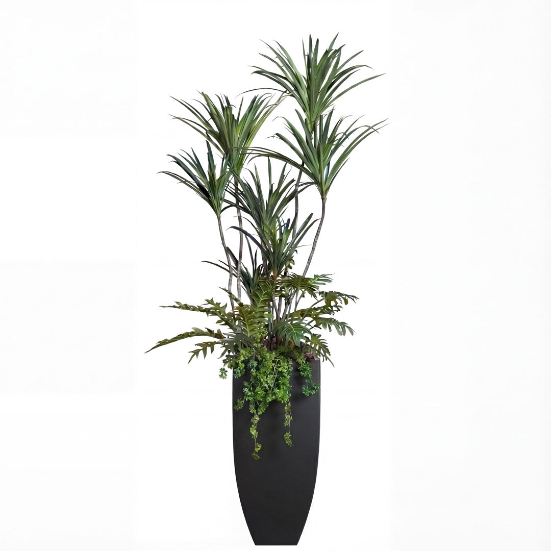 Dracaena Mix