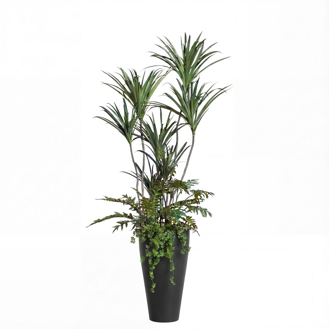 Dracaena Mix