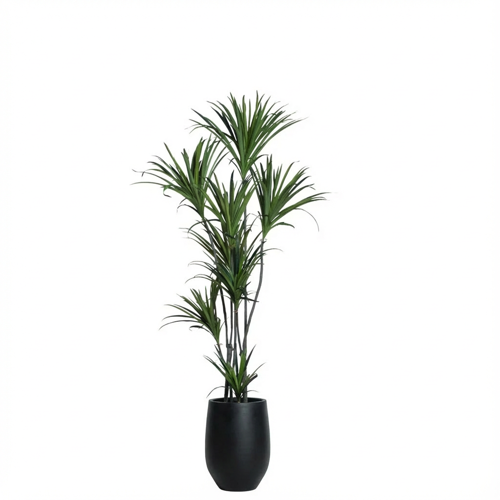 Dracaena