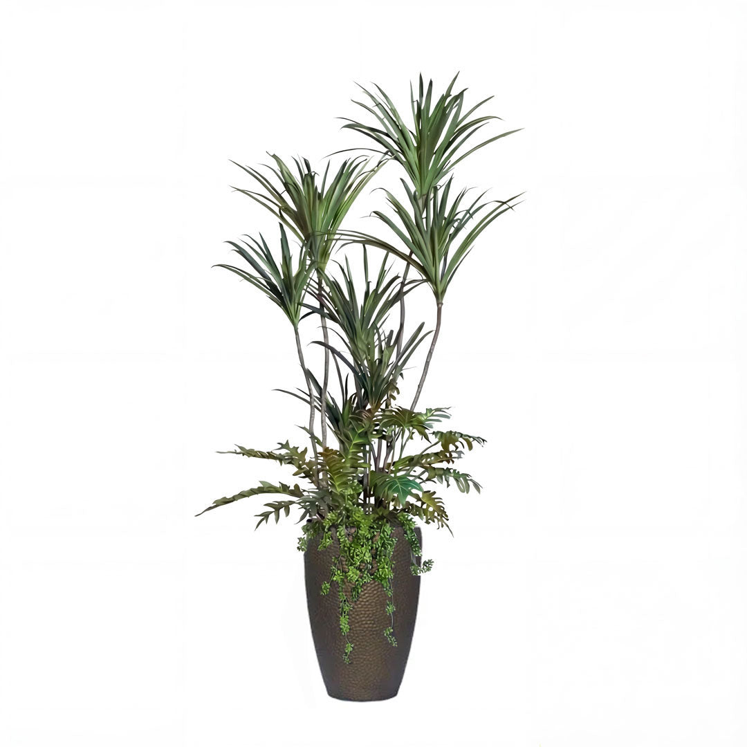 Dracaena Mix