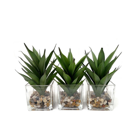 Succulents (3) FW