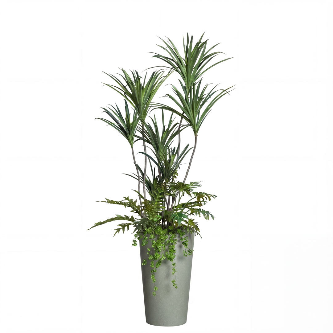 Dracaena Mix