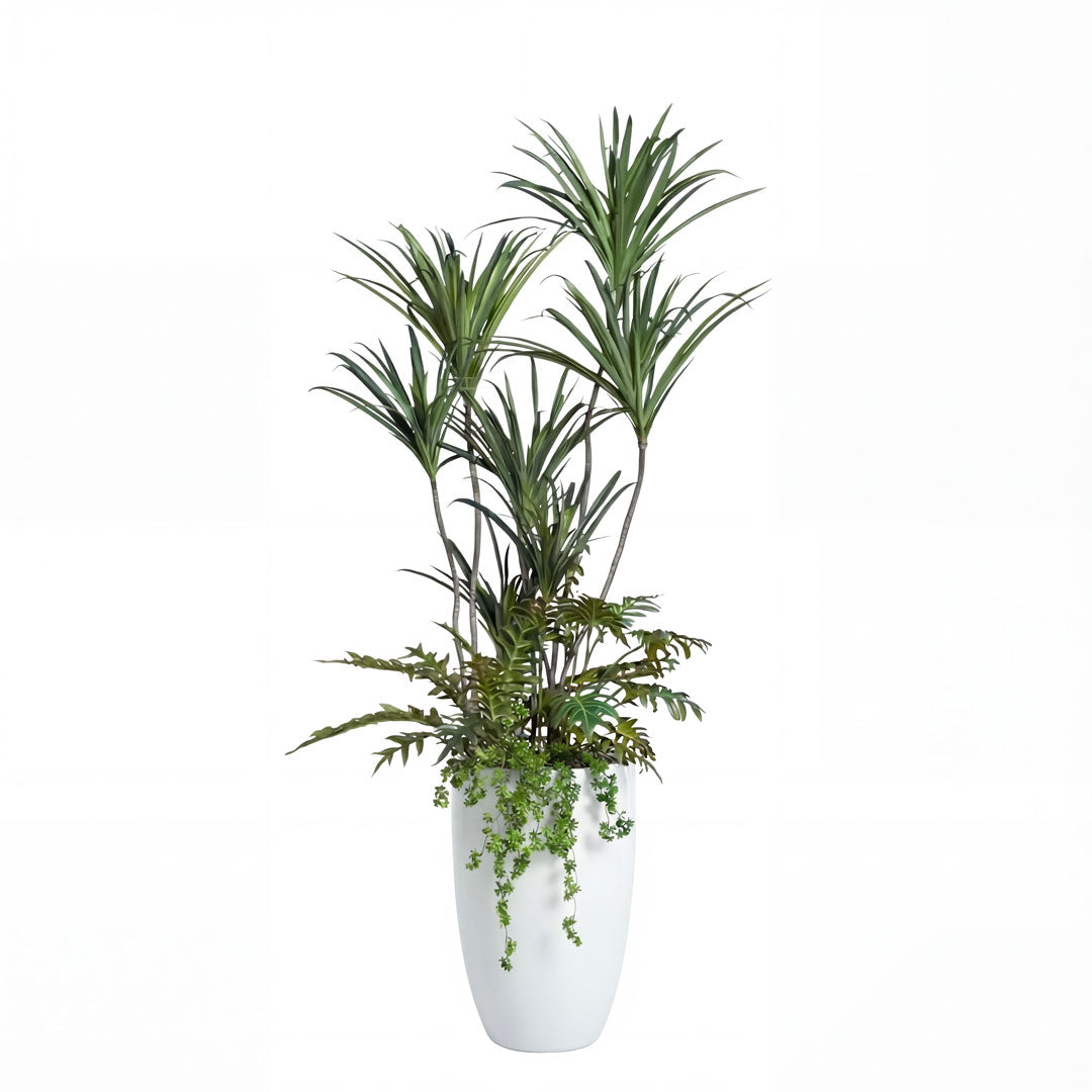 Dracaena Mix