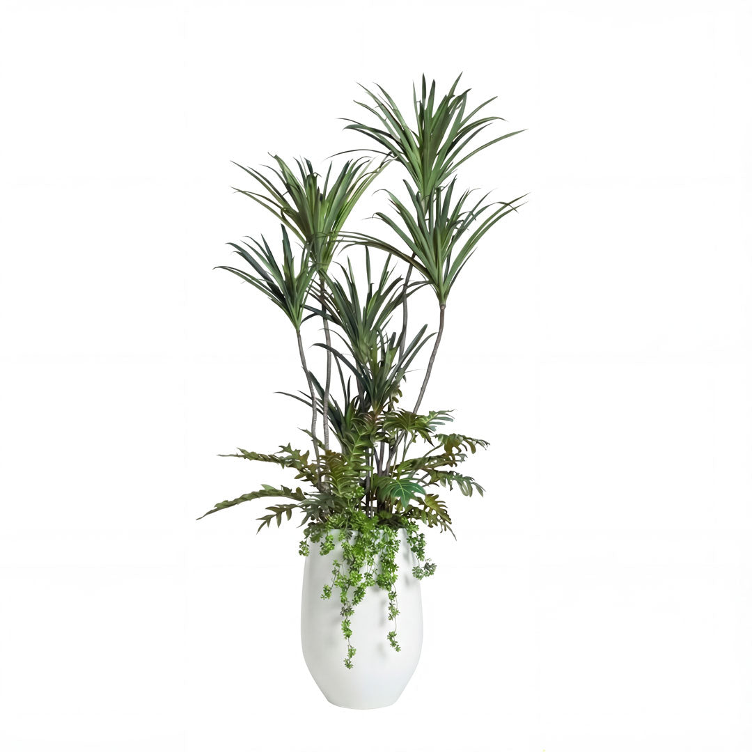 Dracaena Mix