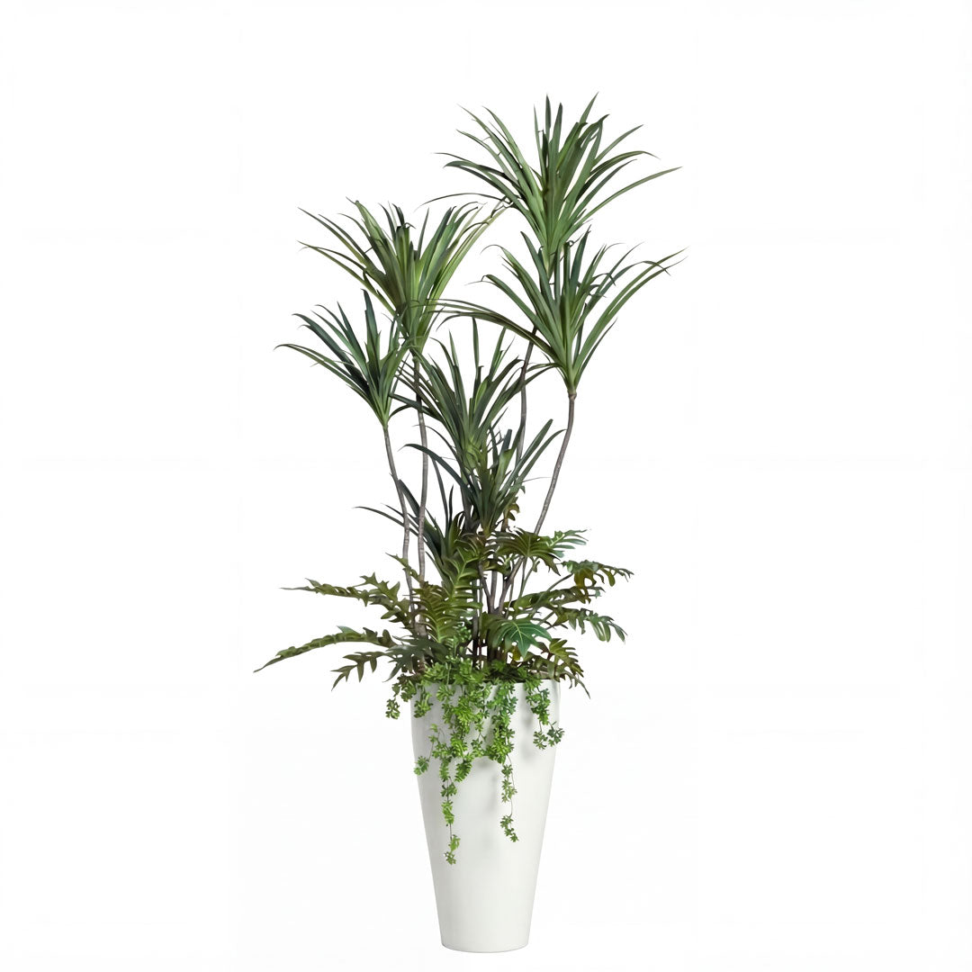Dracaena Mix