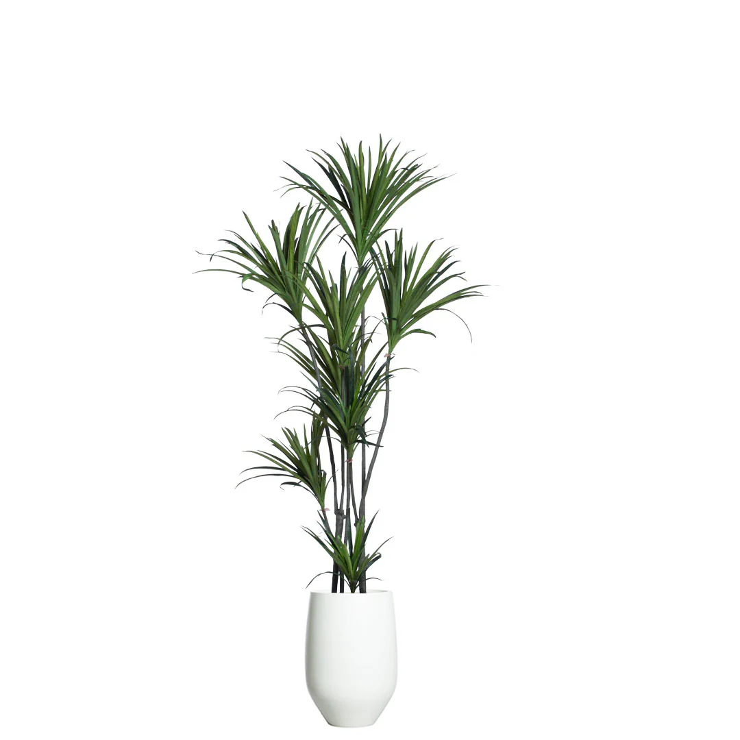 Dracaena